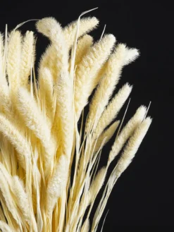 Setaria Seca