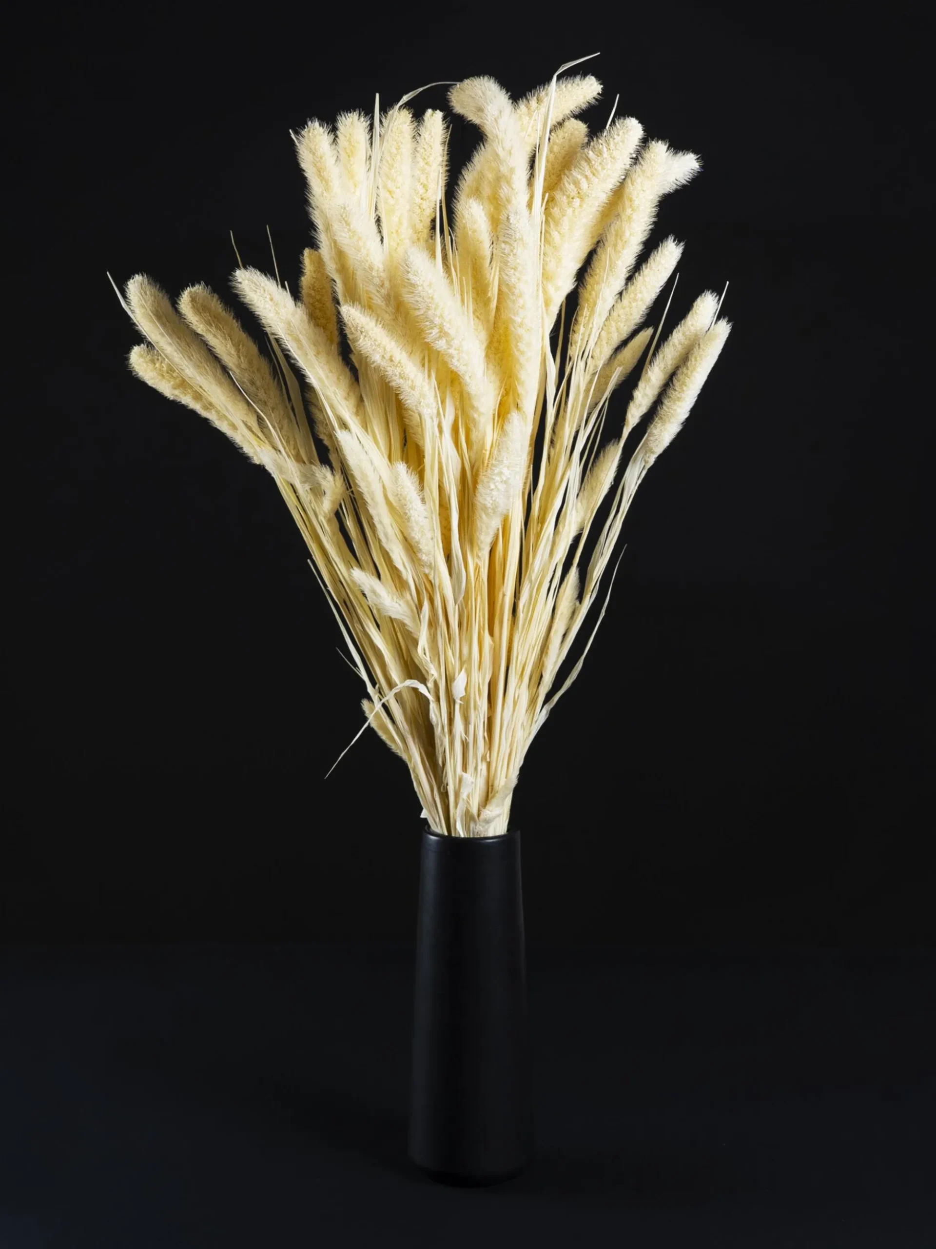 Setaria Seca