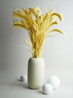 Setaria Seca