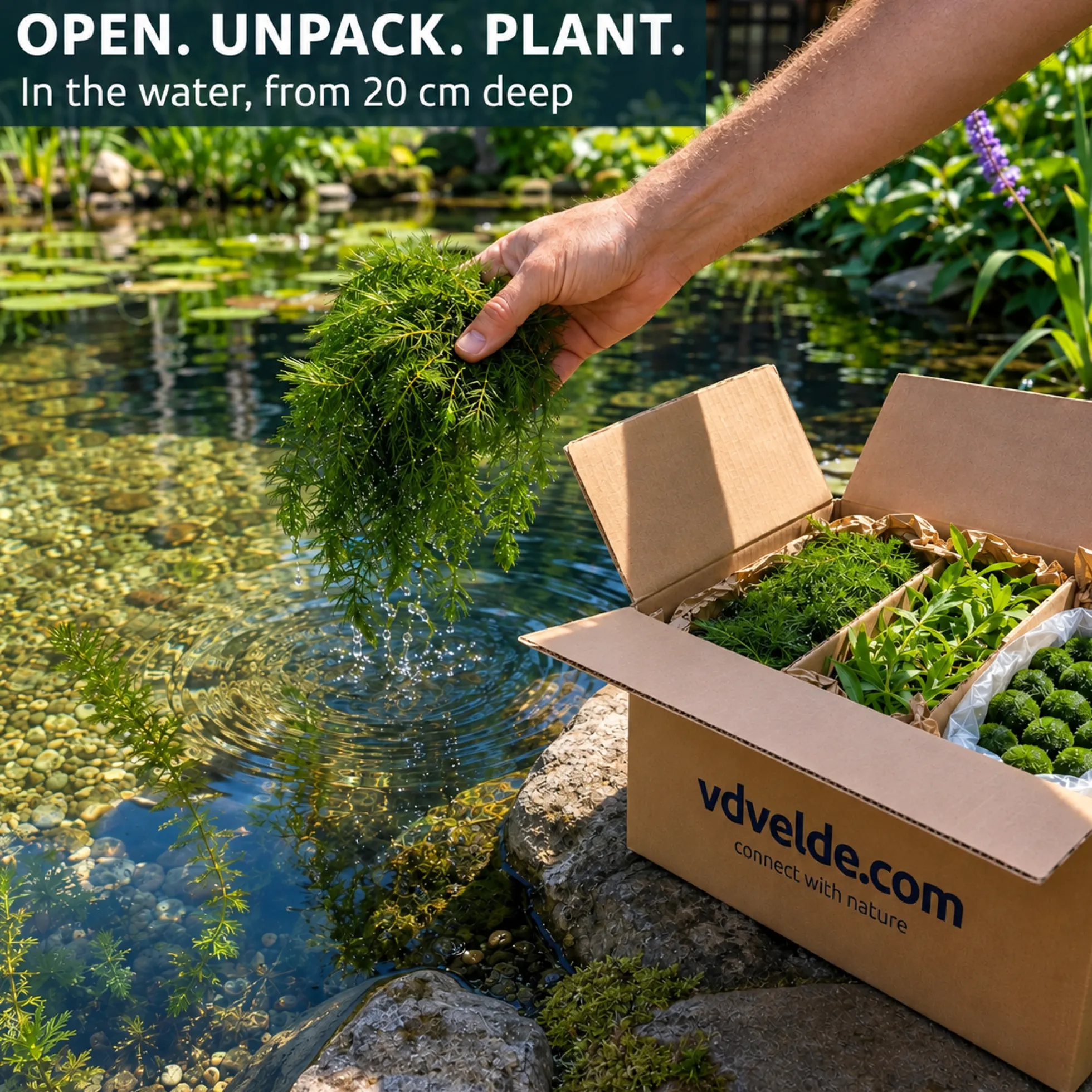 Set Plantas Oxigenadoras Estanque 500-1.250 L - Contra Algas Y Agua Verde