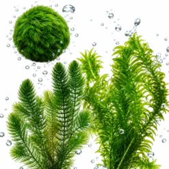 Set Plantas Oxigenadoras Estanque 500-1.250 L - Contra Algas Y Agua Verde