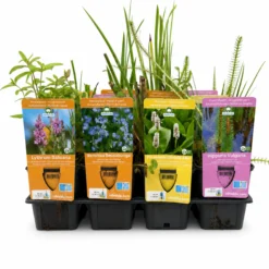 Set Sorpresa Plantas Estanque - 12 Plantas Incl. Nenúfar Rojo