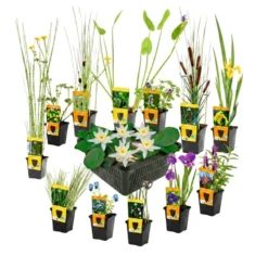 Set Sorpresa Plantas Estanque - 12 Plantas Incl. Nenúfar Blanco