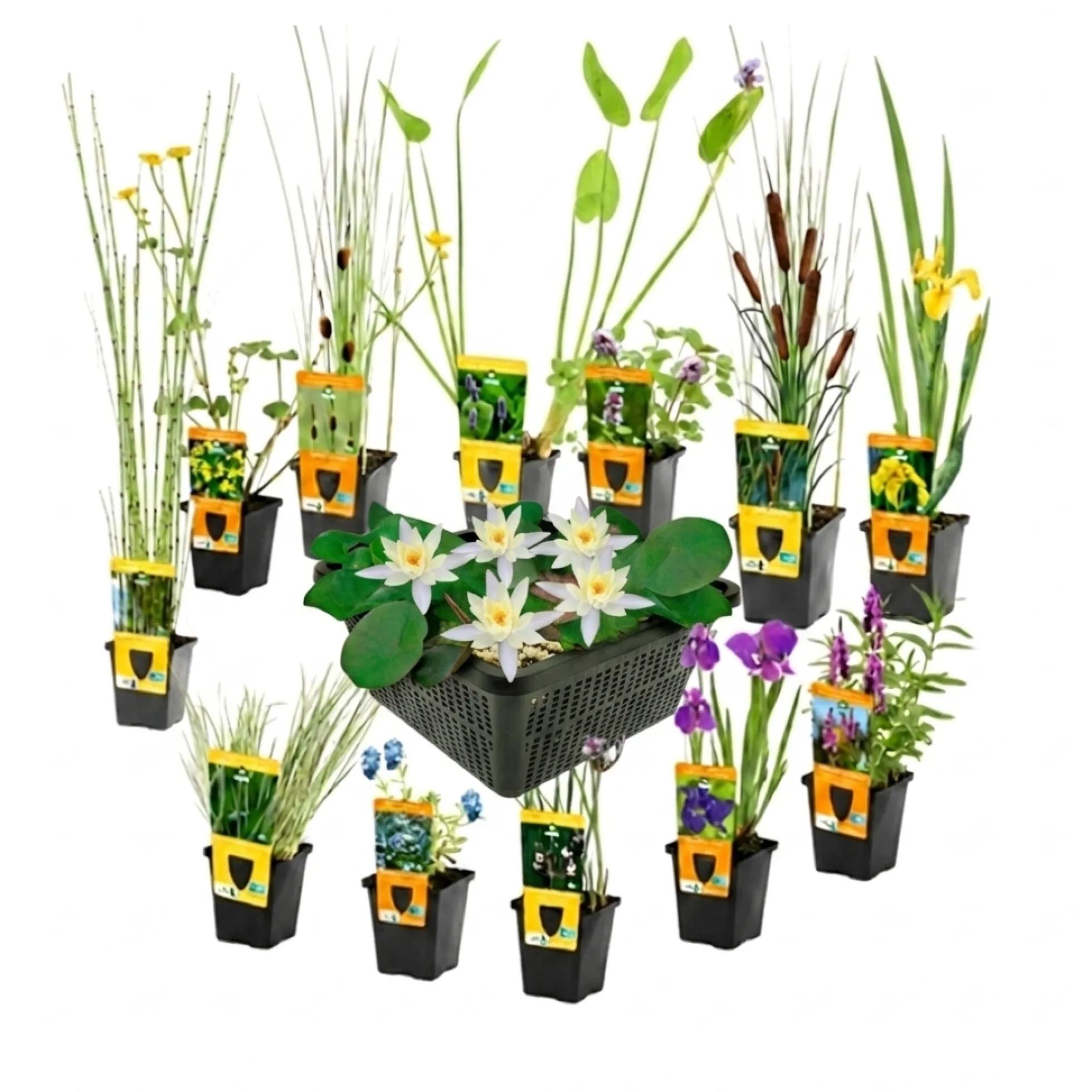 Set Sorpresa Plantas Estanque - 12 Plantas Incl. Nenúfar Blanco
