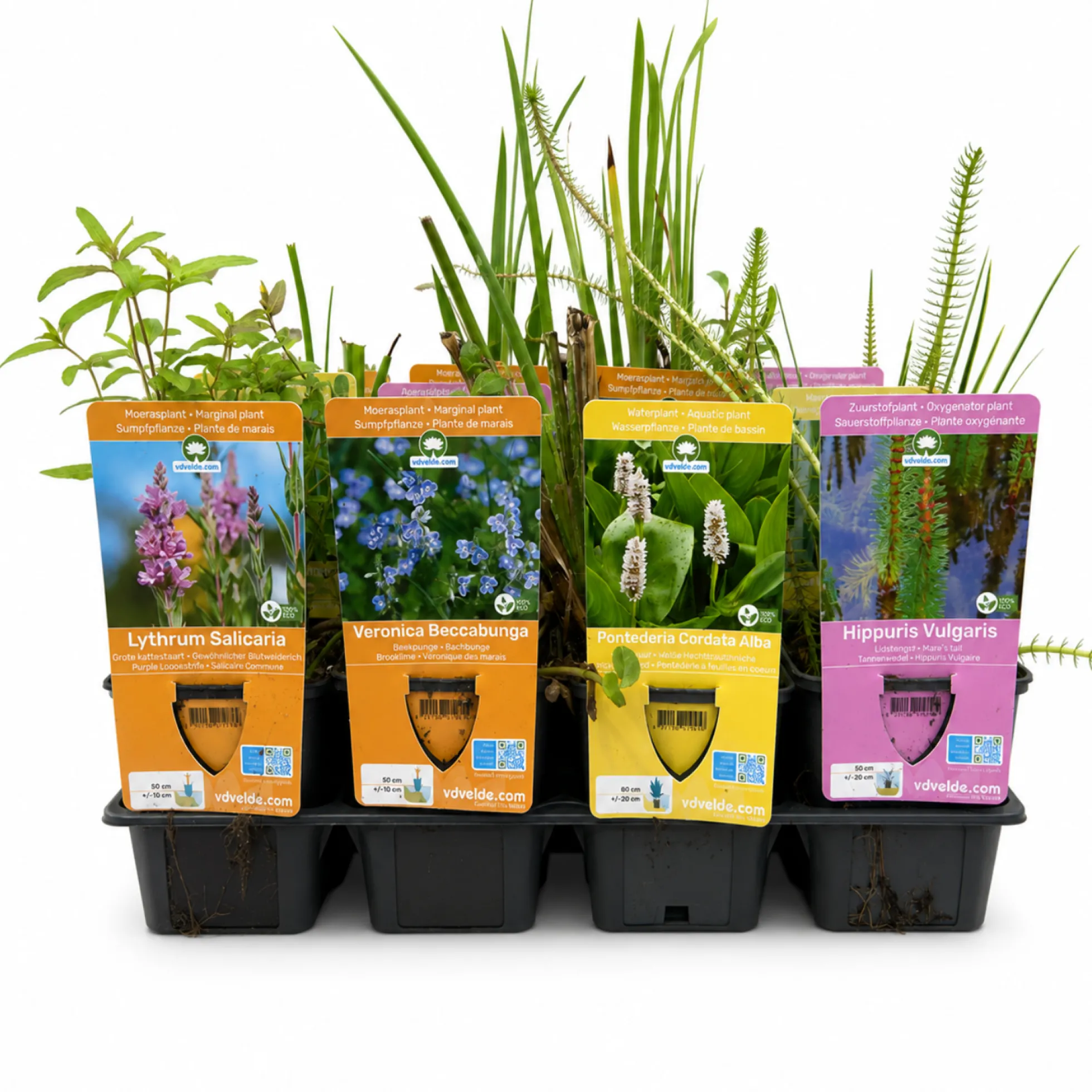 Set Sorpresa Plantas Estanque - 12 Plantas Incl. Nenúfar Blanco