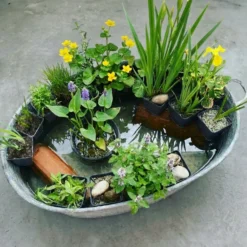 Set Sorpresa Plantas Estanque - 12 Plantas Resistentes Con Cestas
