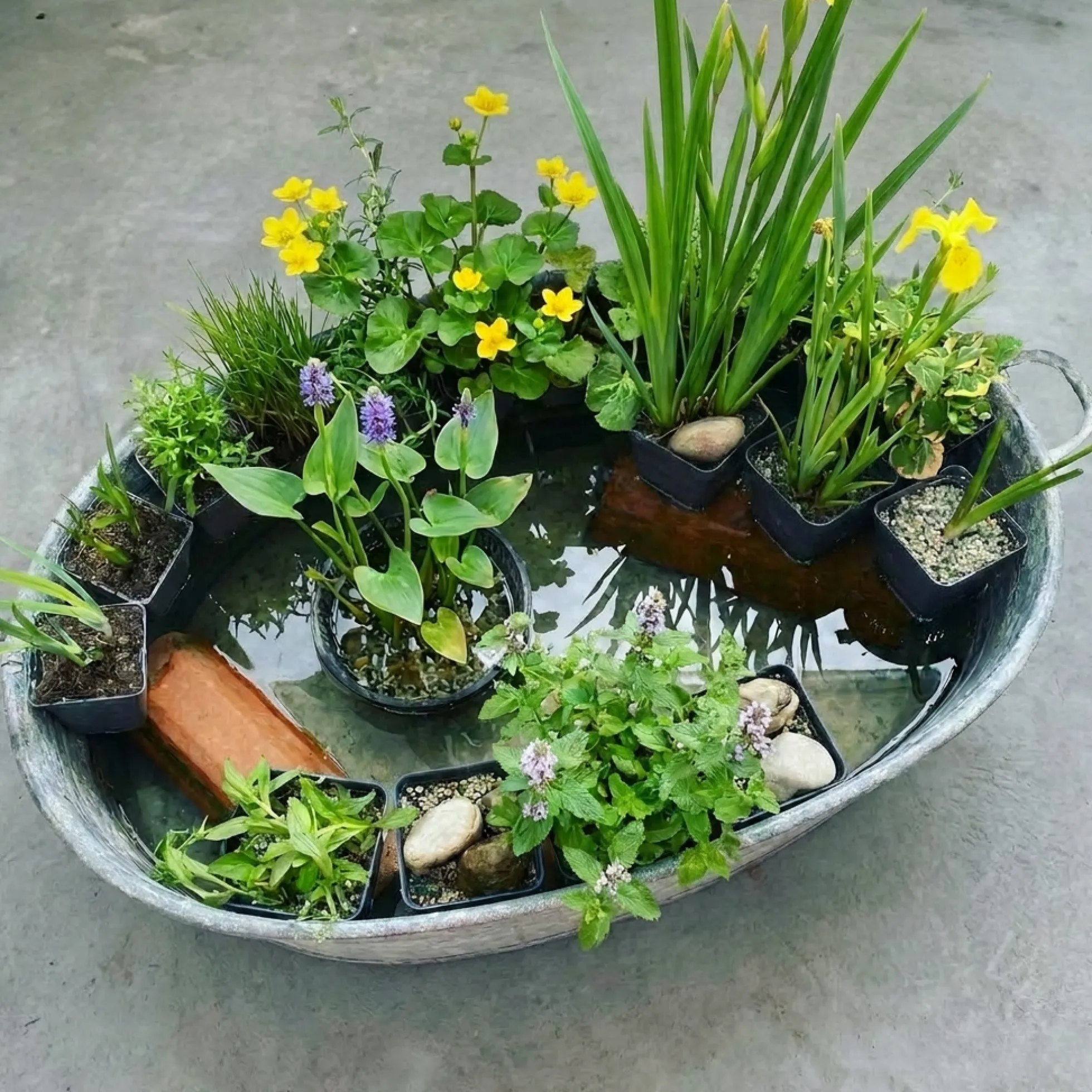 Set Sorpresa Plantas Estanque - 12 Plantas Resistentes Con Cestas