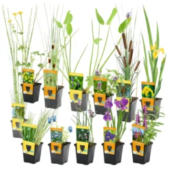 Set Sorpresa Plantas Estanque - 12 Plantas Resistentes Con Cestas