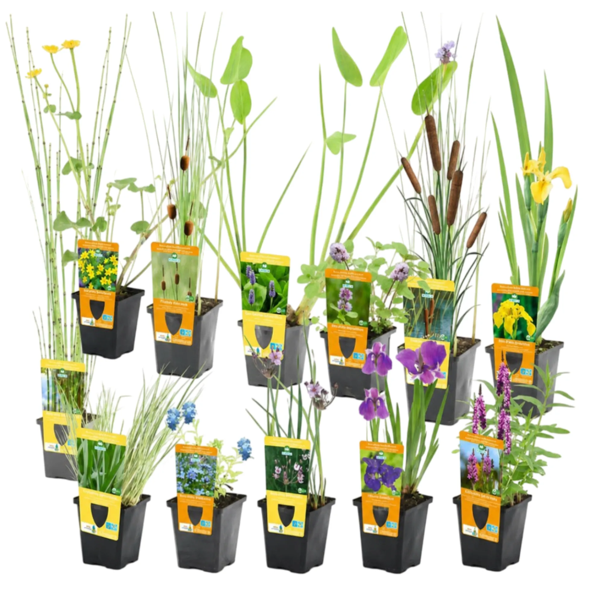 Set Sorpresa Plantas Estanque - 12 Plantas Resistentes Con Cestas