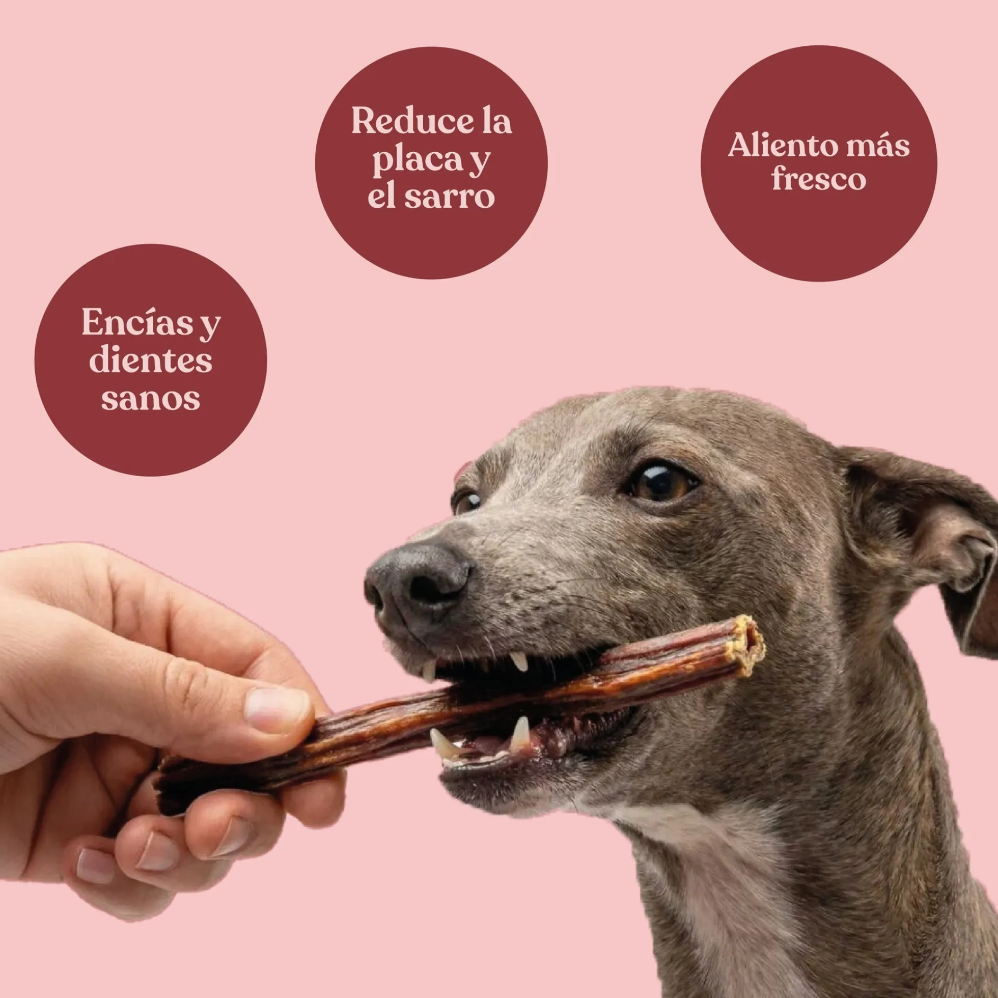 Snack Palitos de Esófago de Vacuno para Perros 30 cm 250 g dr.bimix
