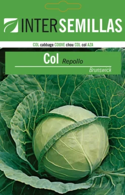 Sobre De Semillas Col Repollo Brunswick