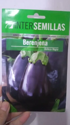 Sobre De Semillas De Berenjana Belleza Negra Redonda