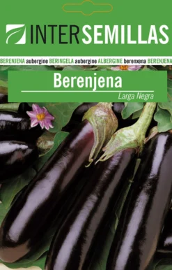Sobre De Semillas De Berenjena Negra Larga