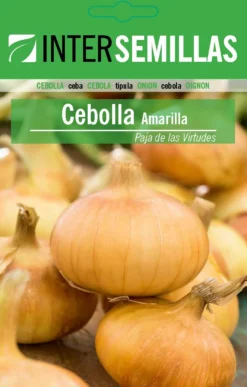 Sobre De Semillas De Cebolla Amarilla Paja Virtudes