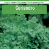 Sobre De Semillas De Coriandro