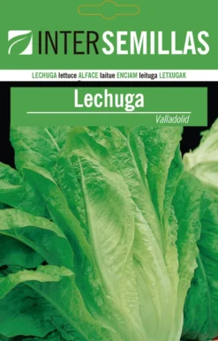 Sobre De Semillas De Lechuga De Valladolid