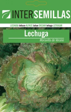 Sobre De Semillas De Lechuga Maravilla De Verano