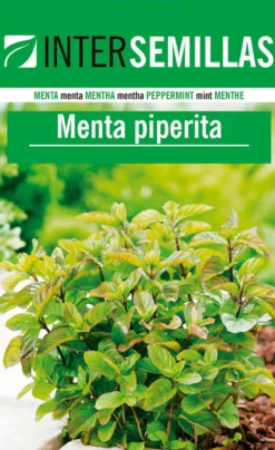 Sobre De Semillas De Menta Piperita