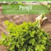 Sobre De Semillas De Perejil Comun