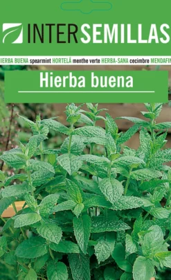 Sobre De Semillas Hierba Buena Aromaticas