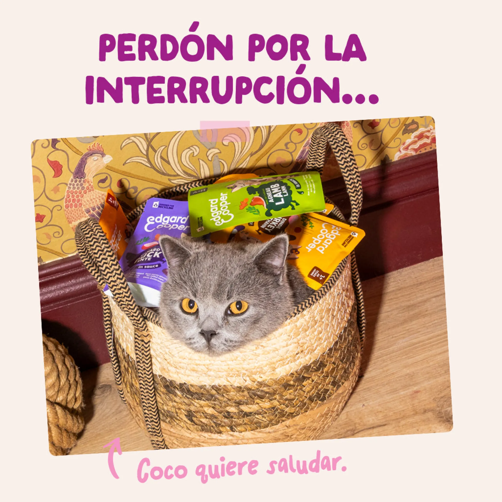 Sobres para gatitos Pato & Pollo en Salsa | Edgard & Cooper 85 g