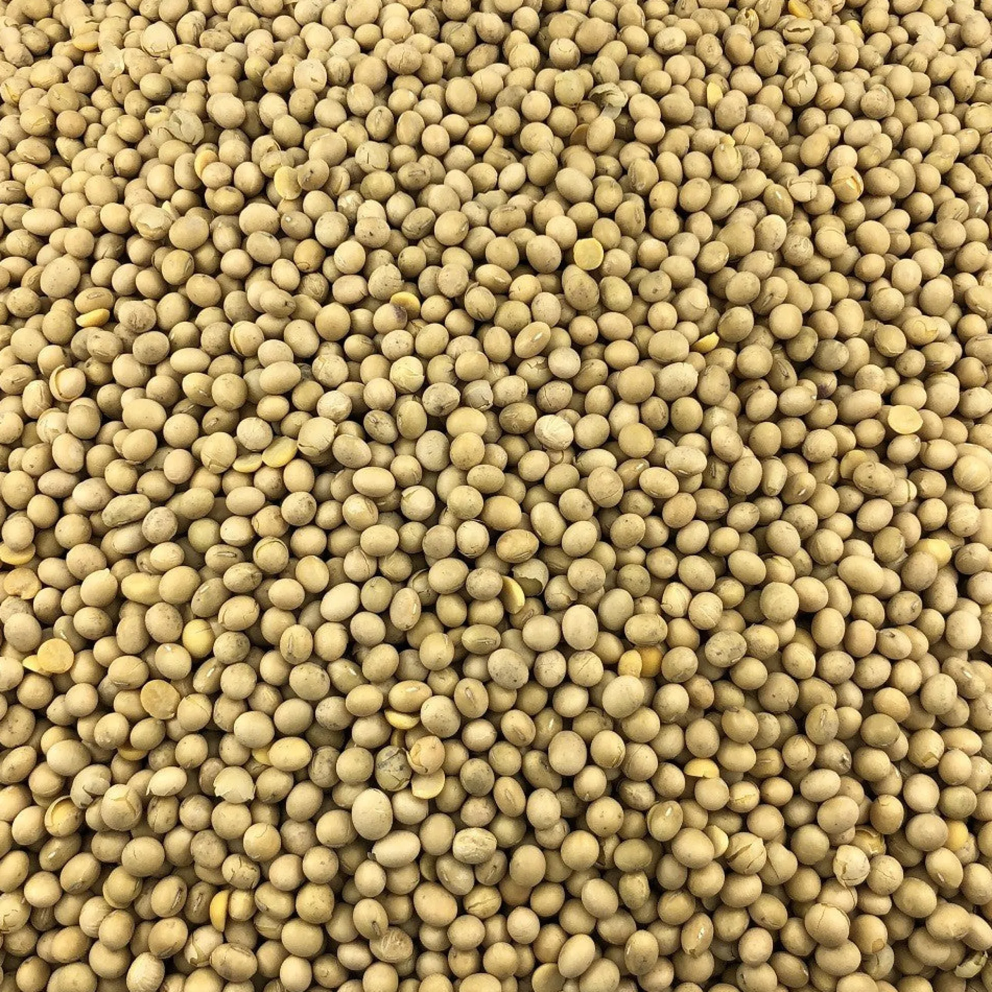 Soja Amarilla Ecológica Granel 10 Kg