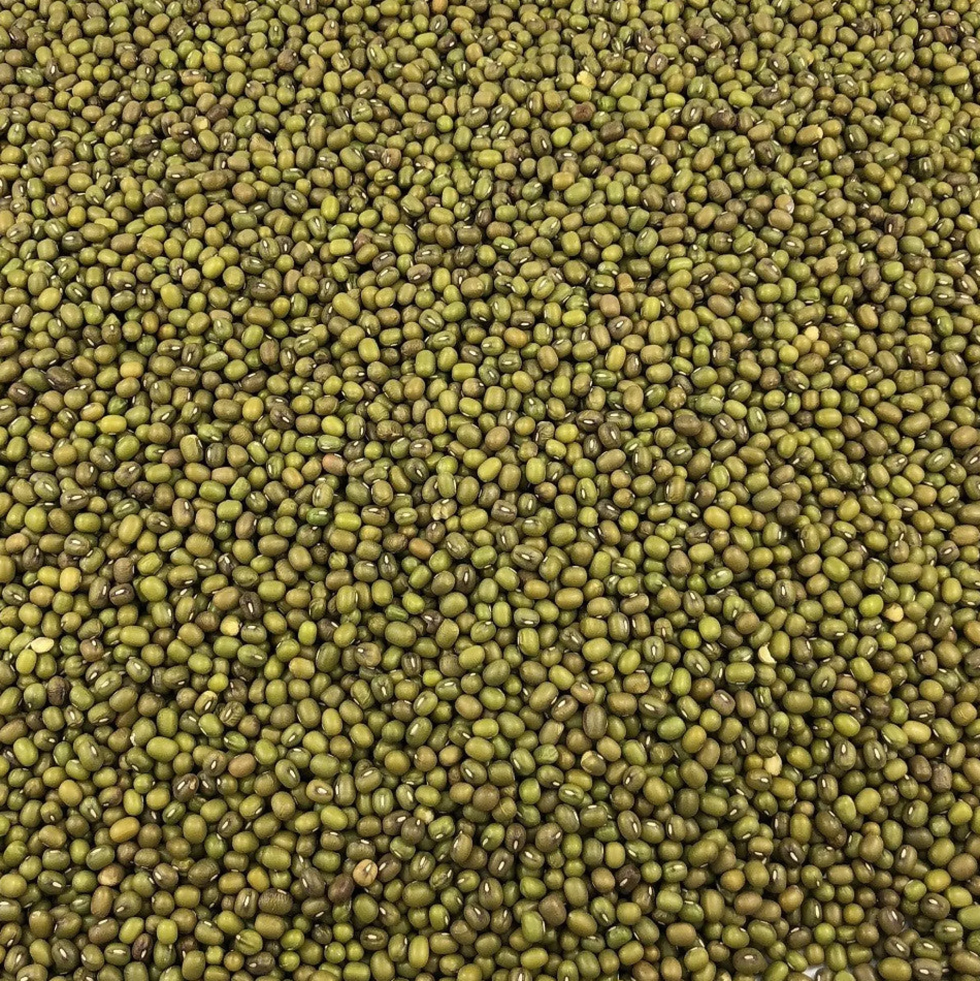 Soja Verde Ecológica Granel 5 Kg
