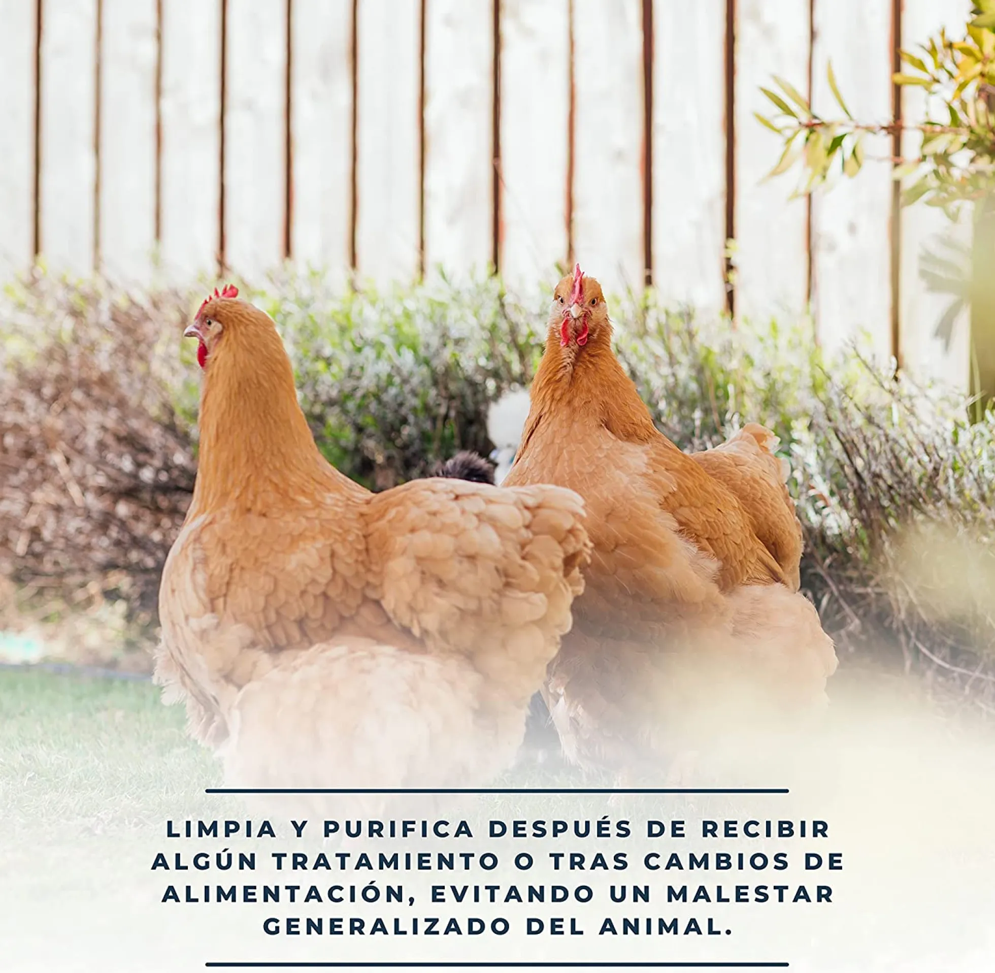 SoluDetox – Complemento nutricional para aves de corral y conejos – Apoyo hepático y nutricional – Formato 250 ml