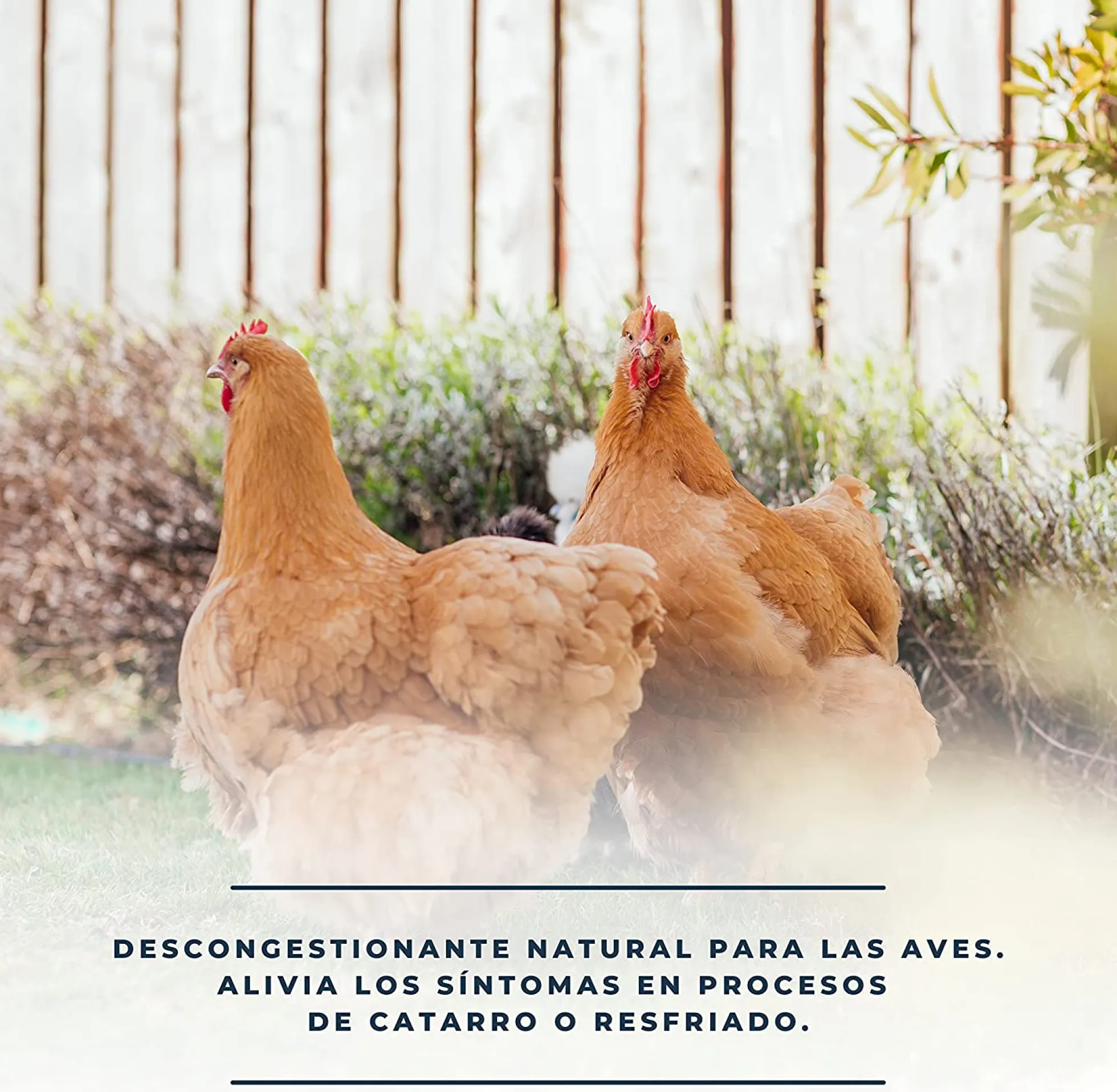SoluRespi 1L - Solución líquida mentolada para gallinas - Apoyo nutricional en el resfriado de las aves - 100% natural