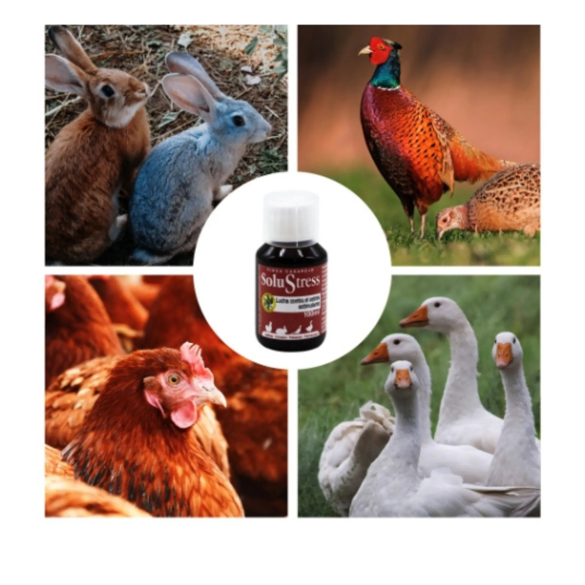 SoluStress - Apoyo nutricional a los animales después de viajes y otras situaciones de estrés - Producto 100 % natural