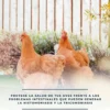SoluZol 1L – Complemento nutricional natural para gallinas y aves – Apoyo digestivo y bienestar intestinal– 100% vegetal