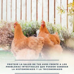 SoluZol 1L – Complemento nutricional natural para gallinas y aves – Apoyo digestivo y bienestar intestinal– 100% vegetal