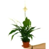 Spathiphyllum M13 50cm (cuna De Moisés)