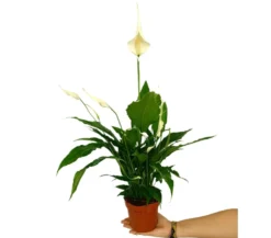 Spathiphyllum M13 50cm (cuna De Moisés)