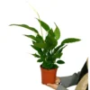 Spathiphyllum M17 60cm (cuna De Moisés)