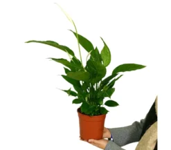 Spathiphyllum M17 60cm (cuna De Moisés)