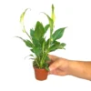 Spathiphyllum M9 (cuna De Moisés)