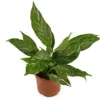 Spatiphyllium Variegata - Spatiphyllium Diamond - Maceta 12cm. - Altura Total Aprox. 45cm.