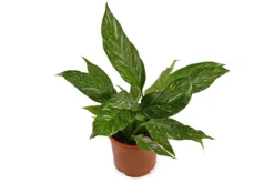 Spatiphyllium Variegata - Spatiphyllium Diamond - Maceta 12cm. - Altura Total Aprox. 45cm.