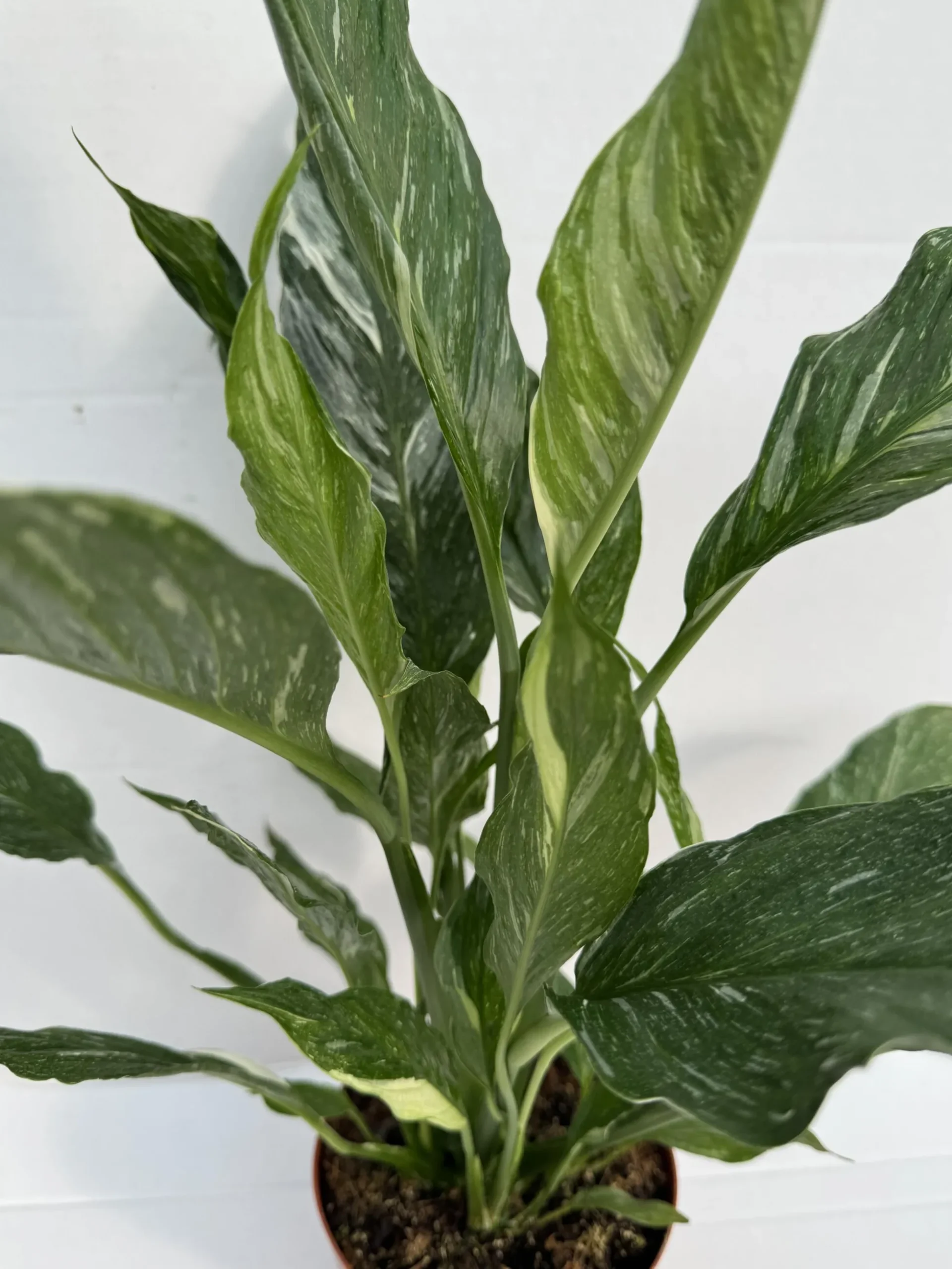 Spatiphyllium Variegata - Spatiphyllium Diamond - Maceta 12cm. - Altura Total Aprox. 45cm.