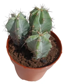 Stenocereus Pruinosus Planta Suculenta Natural Ø8