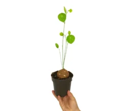 Stephania Erecta M12 20cm