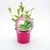 Stevia En Maceta 10,5 Cm. Natural - Fitoralia