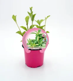 Stevia En Maceta 10,5 Cm. Natural - Fitoralia