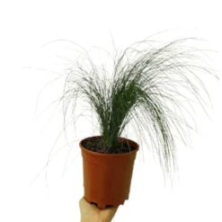 Stipa Tenuissima M15