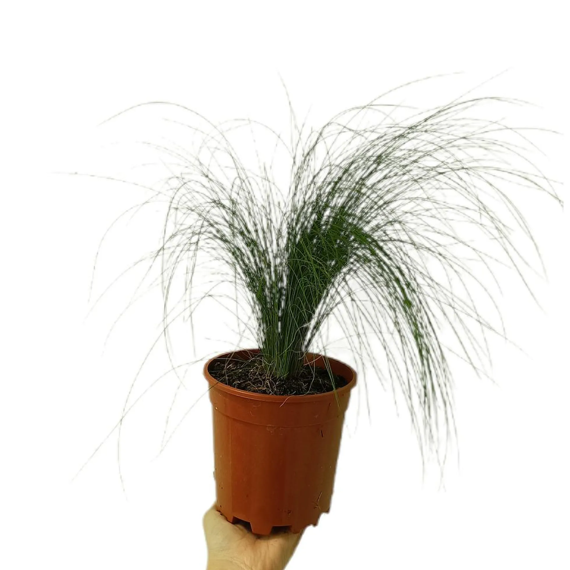 Stipa Tenuissima M15