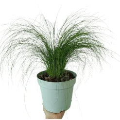 Stipa Tenuissima M17