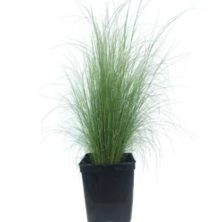 Stipa Tenuissima M18 60cm