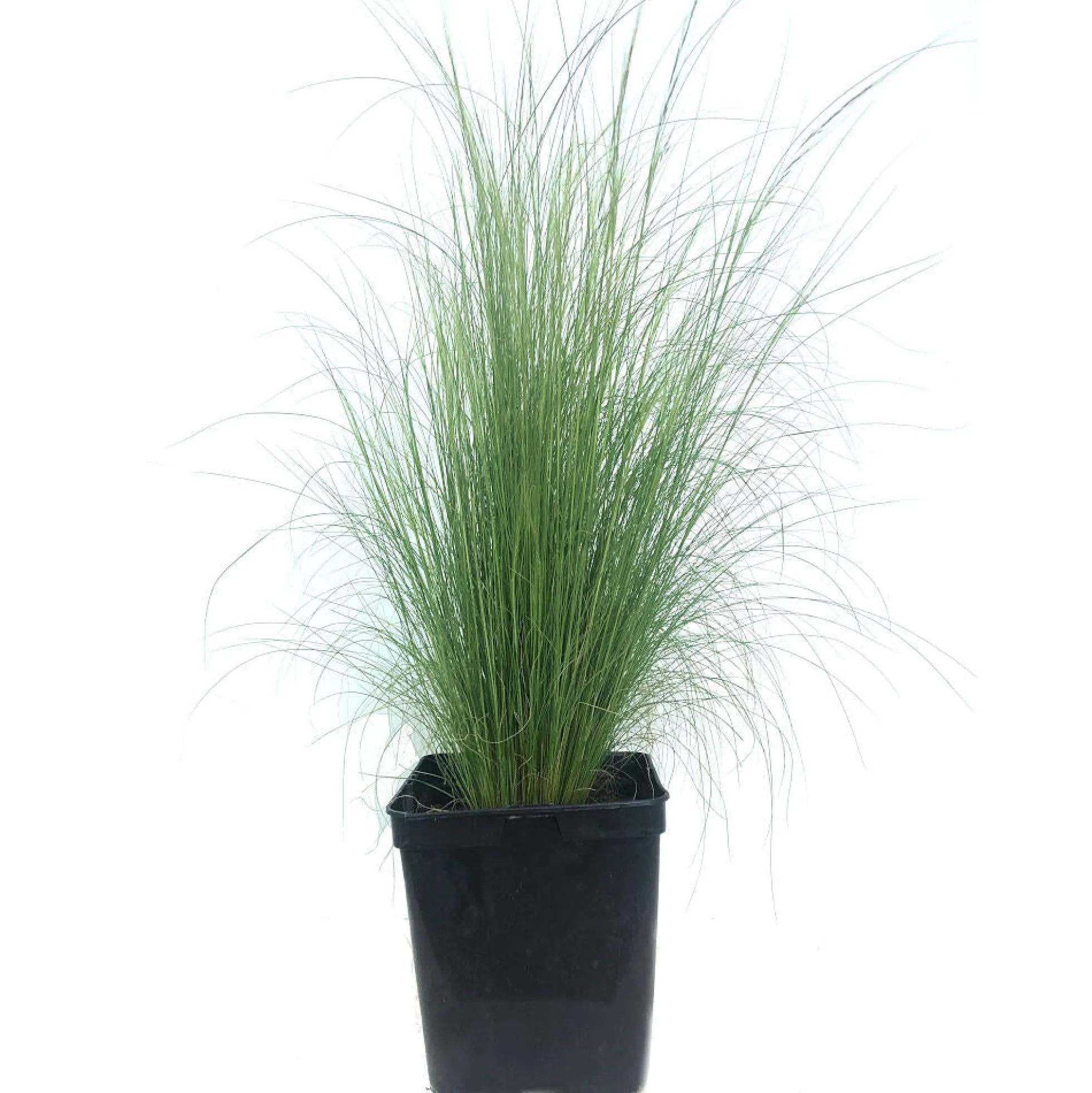 Stipa Tenuissima M18 60cm