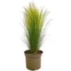 Stipa Tenuissima M22 60cm (hierba Cola De Pony)